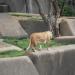 African Lion exhibit in Louisville-Jefferson County, Kentucky city