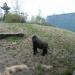 Western Lowland Gorilla exhibit in Louisville-Jefferson County, Kentucky city