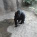 Western Lowland Gorilla exhibit in Louisville-Jefferson County, Kentucky city