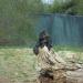 Western Lowland Gorilla exhibit in Louisville-Jefferson County, Kentucky city