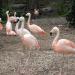 Flamingo's in Louisville-Jefferson County, Kentucky city