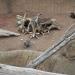 Meerkat exhibit in Louisville-Jefferson County, Kentucky city
