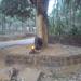 THENCHILERI SIVA TEMPLE
