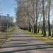 Тополёвая аллея в городе Москва