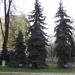 Еловая посадка в городе Люберцы