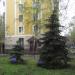 Еловая посадка в городе Люберцы
