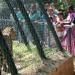 Tiger Enclosure in Hyderabad city