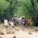 White Tigers Enclosure in Hyderabad city