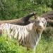 White Tigers Enclosure in Hyderabad city