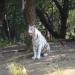 White Tigers Enclosure in Hyderabad city