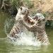 White Tigers Enclosure in Hyderabad city