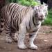 White Tigers Enclosure in Hyderabad city