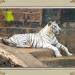 White Tigers Enclosure in Hyderabad city