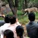 White Tigers Enclosure in Hyderabad city