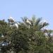 Storks in Hyderabad city