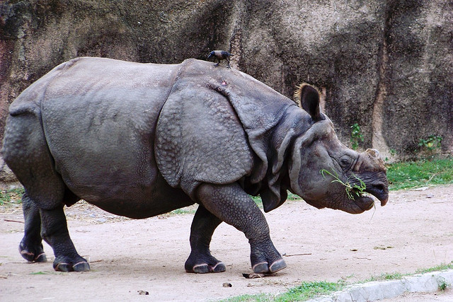 Rhino Enclosure - Hyderabad