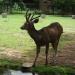 Deer Enclosure in Hyderabad city