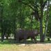 Композиция из берёзовых ветвей «Медведица с медвежонком» в городе Орёл