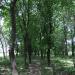 Лесополоса в городе Крестовка (Кировское)