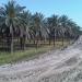 Nawab Asgher Abbas - Date Farms in Khairpur city