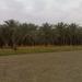 Nawab Asgher Abbas - Date Farms in Khairpur city