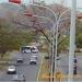 Redoma de las Garzas en la ciudad de Guanare