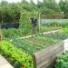 Londonderry Allotments