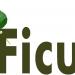 Ficus Consultancy Services in Coimbatore city