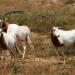 Souss-Massa National Park