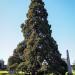 Giant Sequoia Tree