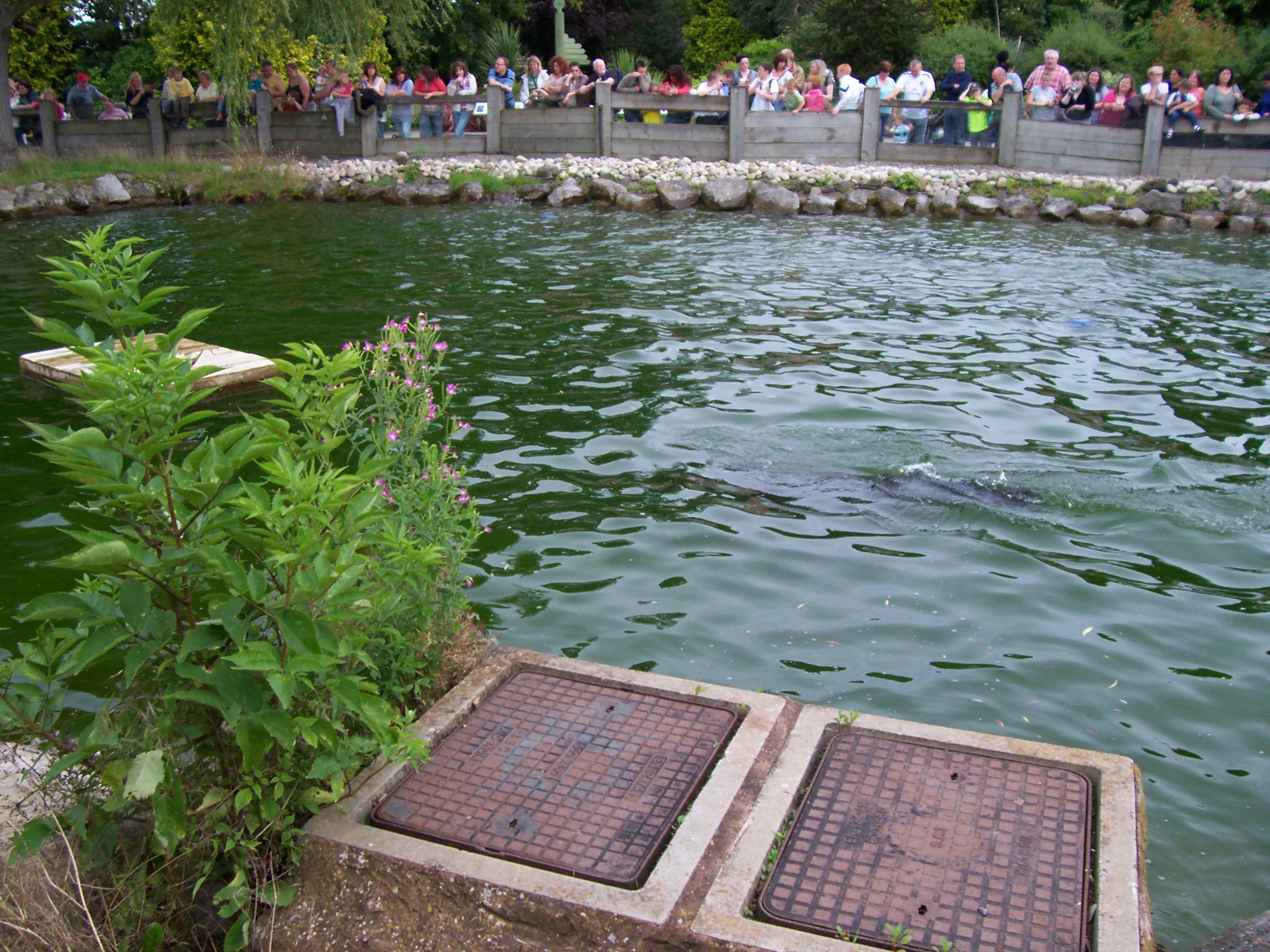 Unbelievable! Giant Otter Photo Goes Viral - e2jts1e