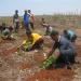 LAND FOR  JATROPHA CURCHAS