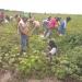 LAND FOR  JATROPHA CURCHAS