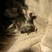 Meerkat exhibit in Louisville-Jefferson County, Kentucky city
