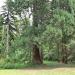 Гигантската секвоя (Sequoiadendron giganteum) in София city