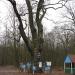 Oak over 500 years + Orthodox Christian memorial place