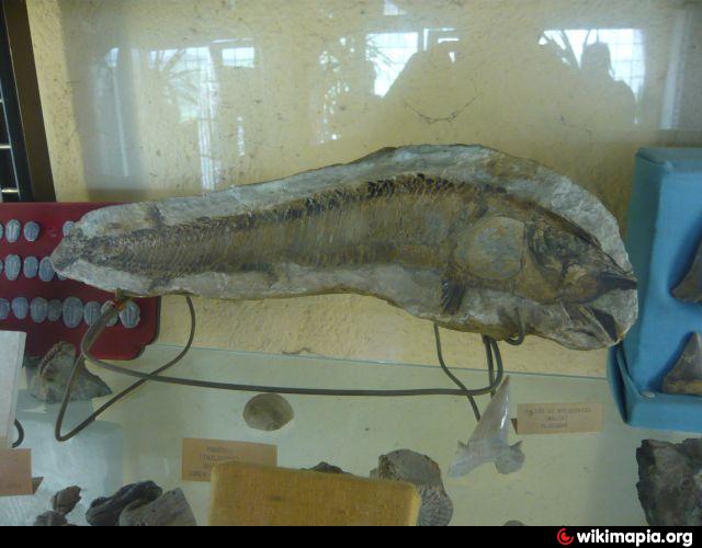 Museum of fossils
