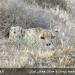 KUSHKİ old site - the site propagation and breeding in captivity The Asiatic cheetah/ Iranian cheetah,