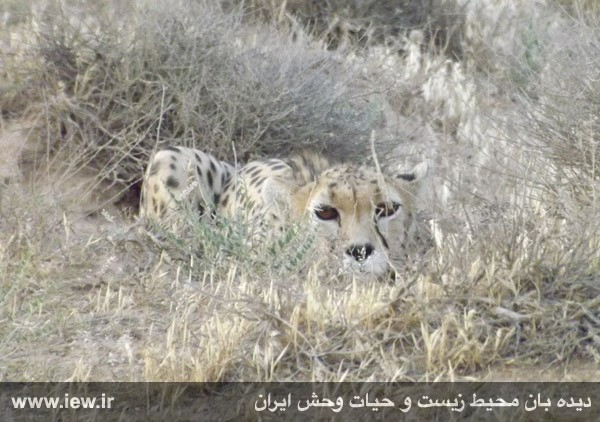 KUSHKİ old site - the site propagation and breeding in captivity The