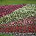 Декоративная цветочная поляна в городе Москва