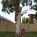 Эвкалипт (Eucalyptus) (ru) in Gagra city