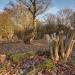 Green Lane Wood