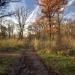 Green Lane Wood