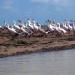 Chalan Beel of Natore Area