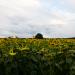 Oak in the middle of the field