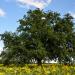 Oak in the middle of the field