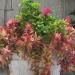 Our House - خانه ما (en) in اصفهان city