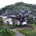 Centennial Tree of Carcarmay, Bacnotan, La Union