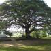 Centennial Tree of Carcarmay, Bacnotan, La Union