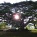 Centennial Tree of Carcarmay, Bacnotan, La Union